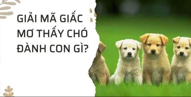 Con số ẩn chứa sau giấc chiêm bao thấy chó