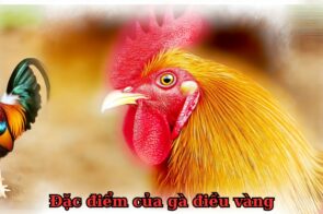 Những điều cần biết khi chọn mua gà điều vàng thuần chủng