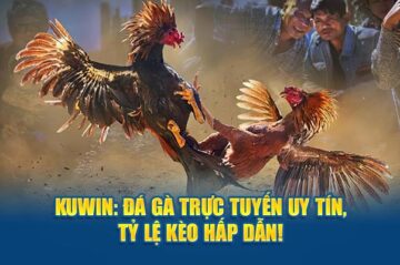 Đá Gà Kuwin: Chơi Trực Tuyến Uy Tín, Tỷ Lệ Kèo Hấp Dẫn!